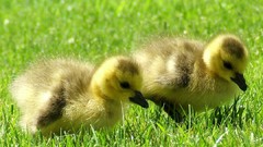 Grass Ducks duckling baby