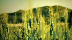 Grass field close-up golden feld goldenen