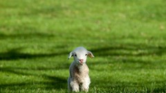 Grass fur lambs white