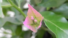 Grass grain nature Flowers