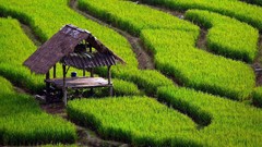 Grass Green Asia rice fields rice bowl