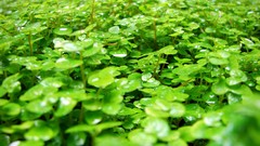 Grass Green Photo manipulation minimalistic digital art Clovers