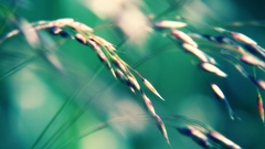 Grass Green wheat spica