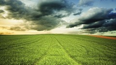Grass horizon fields feild