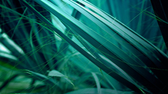 grass macro Plants nature Green Turquoise reeds