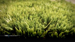 grass macro Typography Plants 2007 (Year) Succulent Green