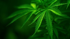 Grass marijuana dope bud