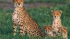 Grass national geographic cheetahs