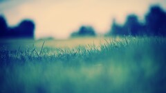 grass nature landscape water drops muted Plants macro