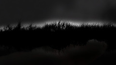 Grass night sky dark 1600x1280