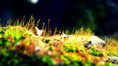 Grass Plants herbe gazon wiese