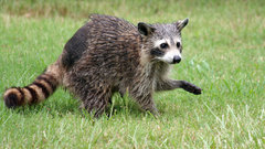 Grass raccoons racoon nature