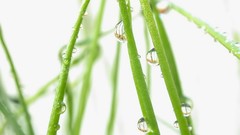 Grass rain dew waterdrops