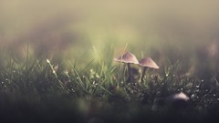 Grass rain mushrooms fungus water drops