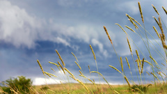 Grass rainstorm 1920