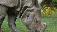 Grass rhinoceros nature