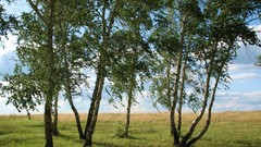 Grass summer Green meadows Kazakhstan july