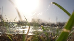 Grass transeunt spider webs