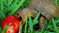 Grass turtles macro strawberries