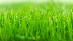 Grass ubuntu GNU/Linux Ubuntu 9.10 Karmic Koala