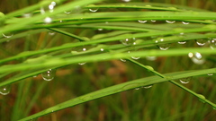 Grass water drops