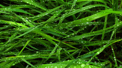 Grass water drops