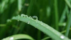 Grass water drops macro