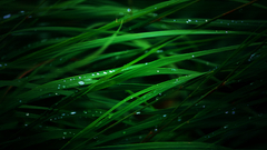 Grass water drops ot