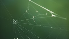 Grass web spider webs serene