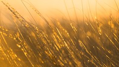 Grass wind Glitter sunray