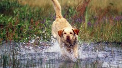 Grass yellow water Dogs labrador retriever
