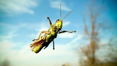 Grasshopper national geographic