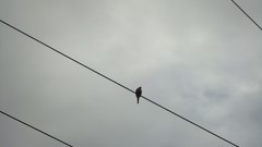 Gray Birds Cables Mexico solitude skies laeirbag jalisco cloudy 