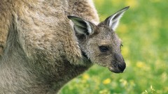 Gray kangaroos