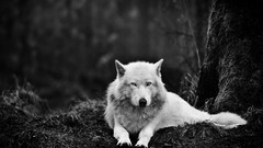 Gray Wolves monochrome national geographic sanctuary White Wolf 