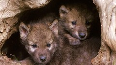 Gray Wolves mouth Den