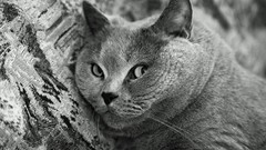 Grayscale cats Animals chubby