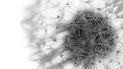Grayscale monochrome dandelions