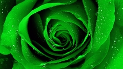 Green abstract Flowers Plants