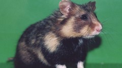 Green Animals hamsters
