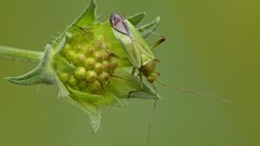 Green Animals insects leaves