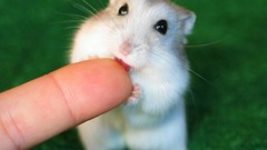 Green Animals licking tongue