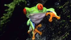 Green Animals red eyes