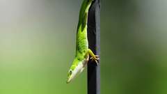 Green anole high