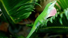 Green anolehr please helpneed