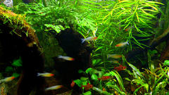 Green aquarium Aquarium and
