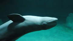 Green aquarium Dolphins beluga