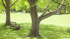 Green avenue Park bench