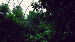 Green aviaryws nature