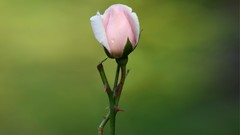 Green background stem thorns pink roses blurred background
